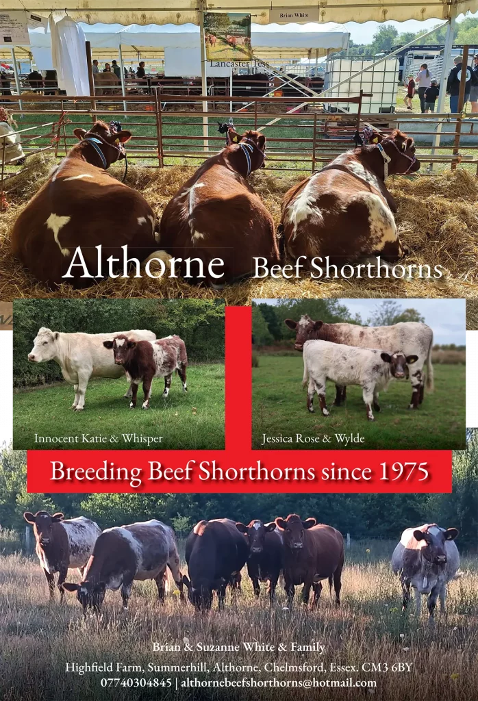 Althorne Beef Shorthorns 2025 advert for the Beef Shorthorn Journal 2025