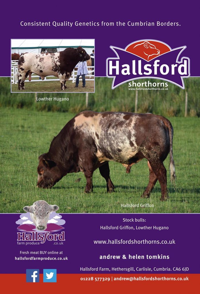 An advert for Hallsford Farm Shorthorn cattle for the Beef Shorthorn Journal